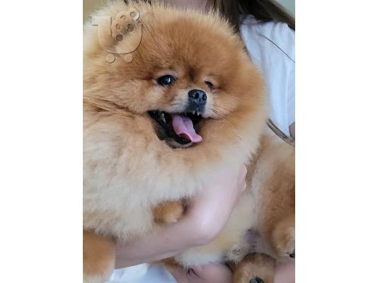 Pomeranian Spitz κουτάβια