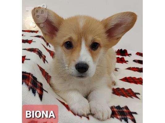 Pembroke Welsh Corgi