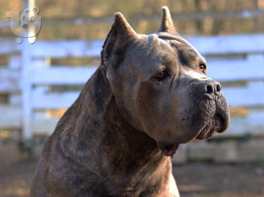 PoulaTo: Cane Corso αρσενικό για καρφί