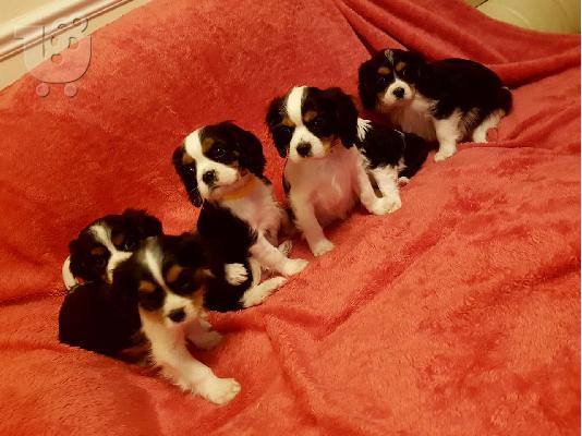 PoulaTo: Έχω κουτάβια Cavalier King Charles Spaniel προς πώληση.