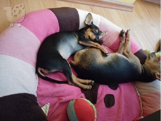 Pinscher mini....!!!!!!!!!!!!!!!!