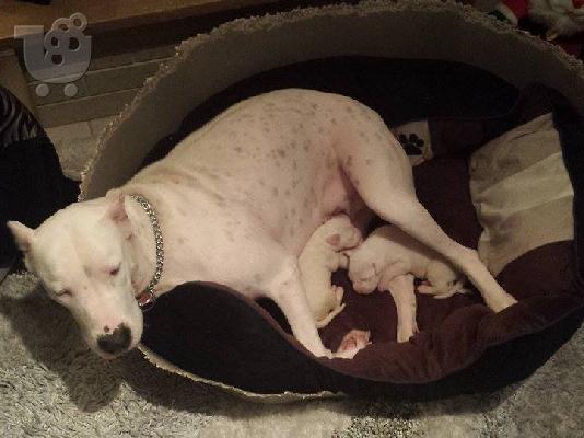 PoulaTo: dogo argentino