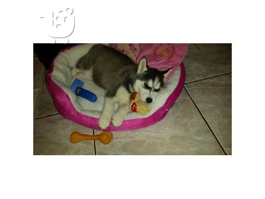 PoulaTo: husky 2μηνων!