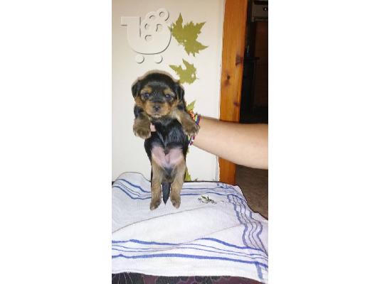 Yorkshire Terrier