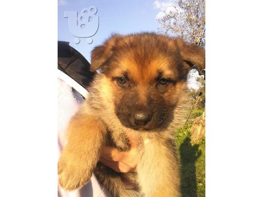 PoulaTo: Πωλούνται καθαρόαιμα κουτάβια!!