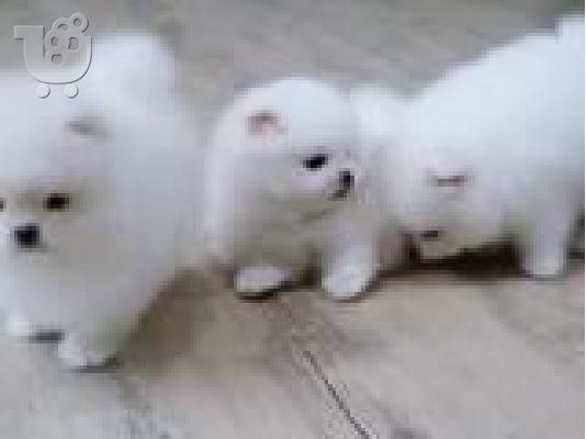 PoulaTo: Κορυφαία εγγεγραμμένη Pomeranian