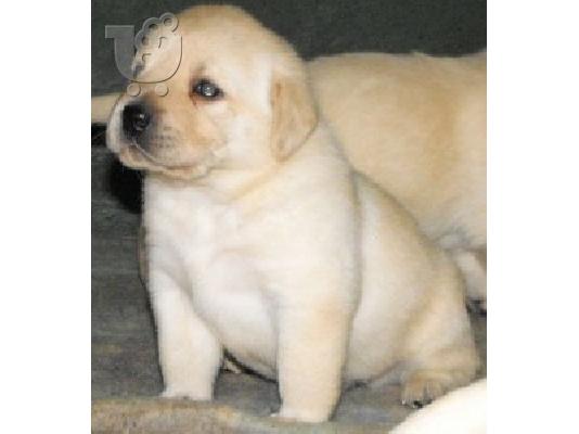PoulaTo: Δύο κουτάβια Labrador