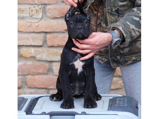 PoulaTo: Cane Corso κουτάβια