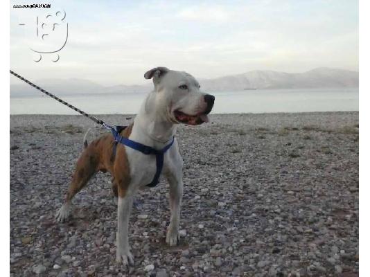 πωλουνται κουταβια pitbull