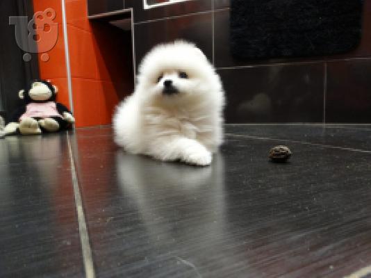 PoulaTo: Κουτάβια Pomeranian για υιοθεσία