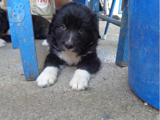 Ελληνικά Ποιμενικά