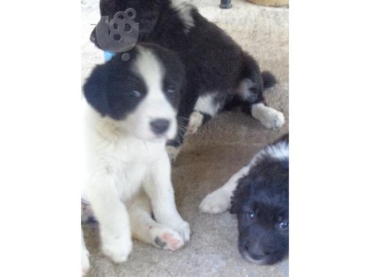 Ελληνικά Ποιμενικά