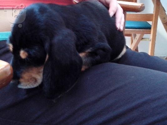 PoulaTo: πωλειται γκεκας