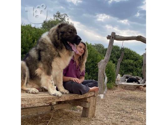 Ποιμενικα καυκασου Κουταβια καυκαυσου caucasian shepherd