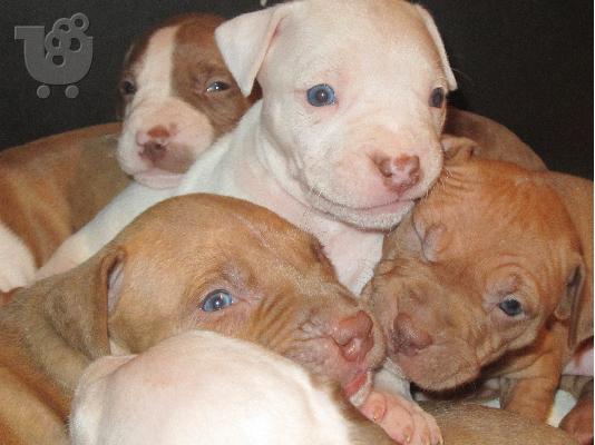 Pitbull rednose koutavia