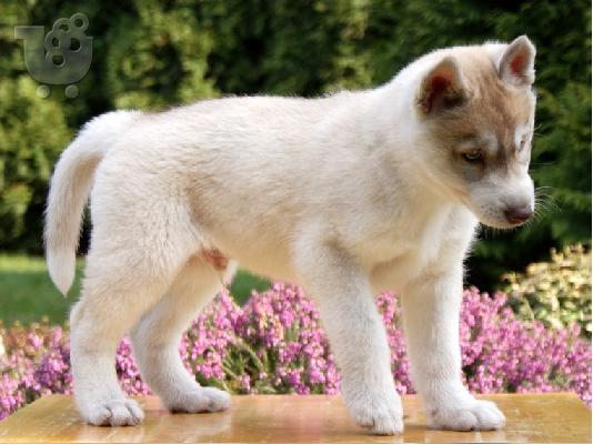 PoulaTo: Κουτάβια της Σιβηρίας Husky μπλε μάτια έτοιμο