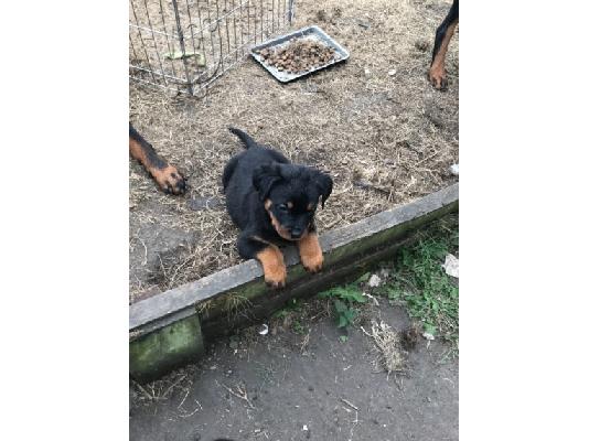 PoulaTo: rottweiler