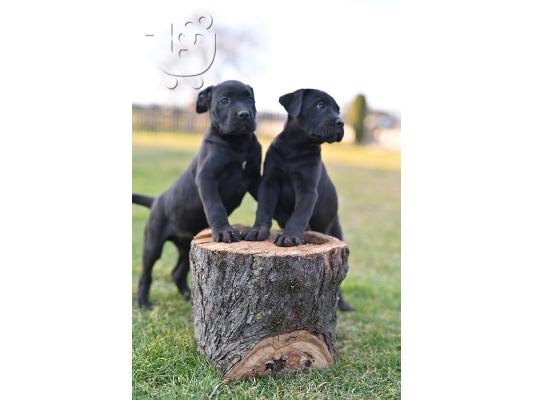 PoulaTo: Cane Corso κουτάβια