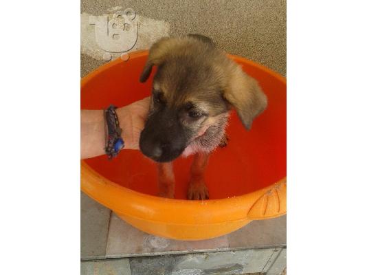 Κουταβακι 2 μηνων χαριζεται