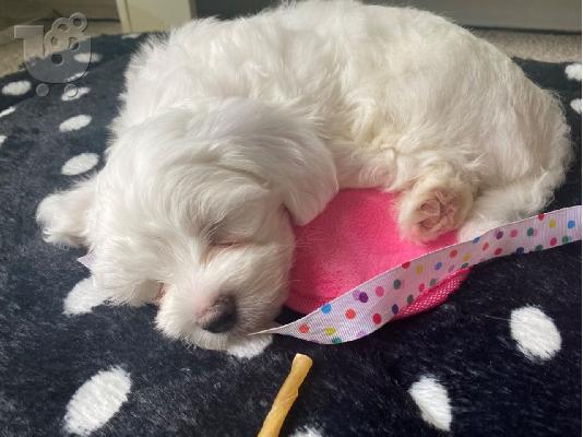 PoulaTo: 2 Aristerá koutávia Bichon Máltas,boggle,zebra,Bles,Sky
