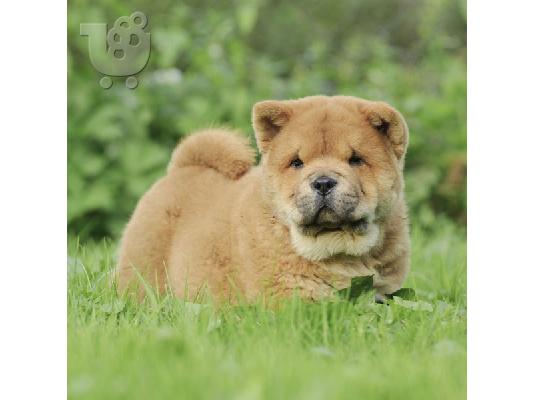 PoulaTo: αγάπη κουτάβια chow chow
