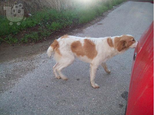 Επανιελακι ημιαιμο ψαχνει σπιτακι