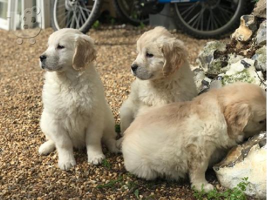 PoulaTo: Όμορφα Golden Retriever κουτάβια