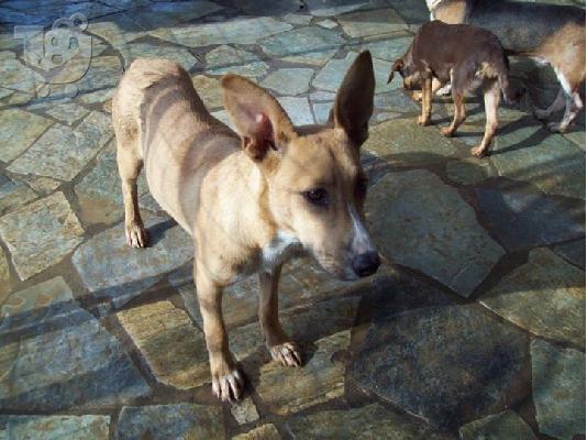 PoulaTo: Νεαρο σκυλακι  χαριζεται