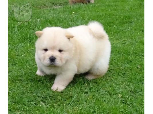 Όμορφα κουτάβια Chow Chow