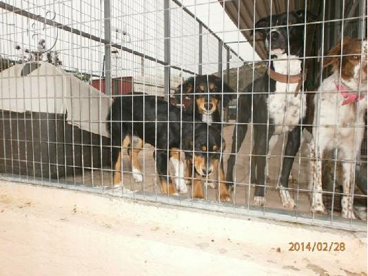 PoulaTo: Κουταβακια χαριζονται