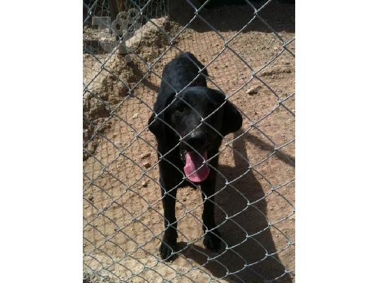 Κουταβος ημιαιμος Λαμπραντορ χαριζεται