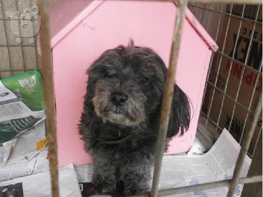 Μαλτεζ/κανις χαριζεται