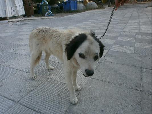 PoulaTo: Η Μαυροματα ημιαιμη τσοπανοσκυλιτσα χαριζεται