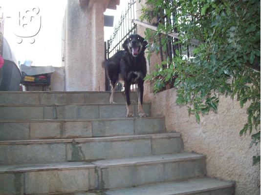 Σκυλακια μεσαιου μεγεθους χαριζονται