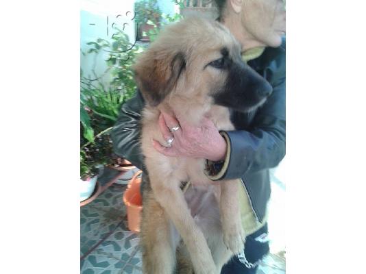 Κουταβακι χαριζεται