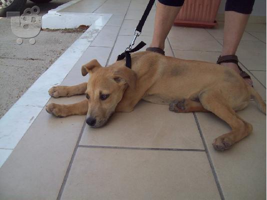 3 μηνων pitbull/κυνηγοσκυλο ψαχνει σπιτακι