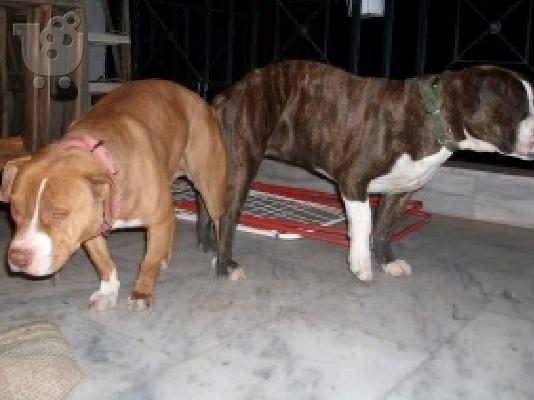 Πανέμορφα κουταβάκια American Staffordshire Terrier