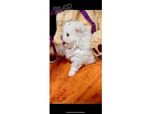 * Νέες εικόνες * Αξιολάτρευτο Γενεαλογικό Pomeranian Pups...
