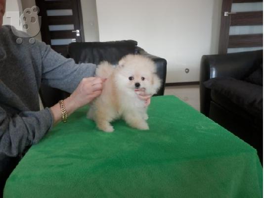 PoulaTo: Pomeranian κουτάβια