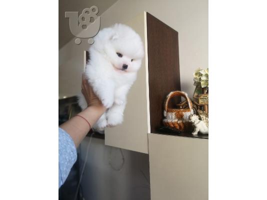 PoulaTo: πομερανός μινι καθαρόαιμα/ Pomeranian Mini