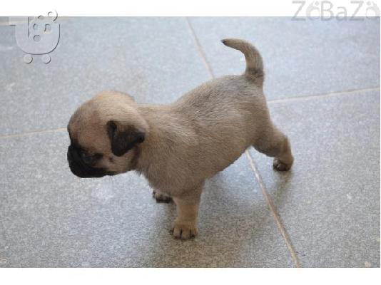 cute nice looking pug puppies for adoption free