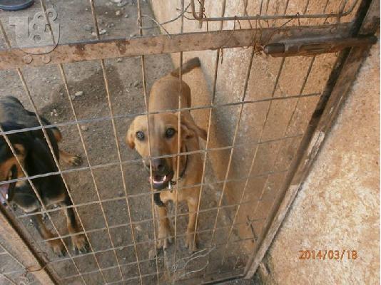 Νεαρο σκυλακι χαριζεται