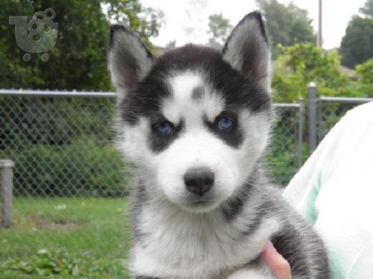 PoulaTo: Σιβηρίας μεγαλόσωμος κουτάβια για ένα καλό σπίτι