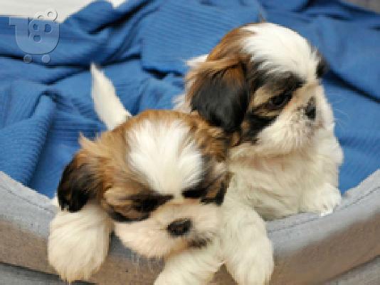 PoulaTo: Shi Tzu