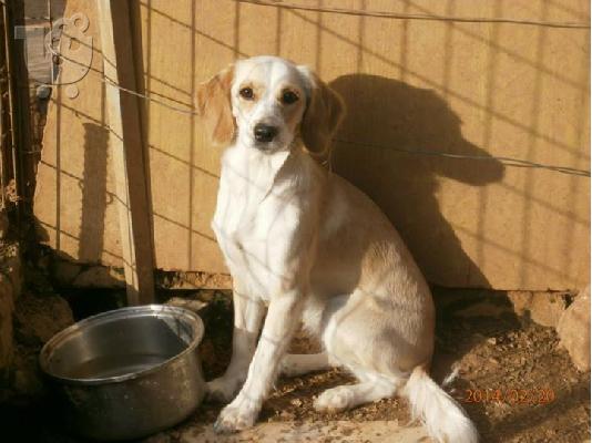 PoulaTo: Λευκο σκυλακι χαριζεται