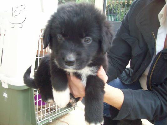 PoulaTo: Κουταβακια ψαχνουν οικογενειες