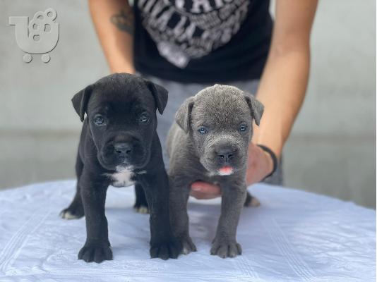 PoulaTo: Cane Corso κουτάβια προς πώληση