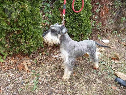 Standard Schnauzer προς πώληση
