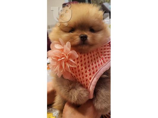 Αρκουδάκια Pomeranian Κορυφαία ποιότητα