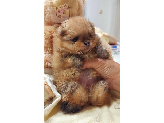 Αρκουδάκια Pomeranian Κορυφαία ποιότητα